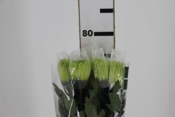 <h4>ANASTASIA DARK GREEN 080 CM VERDE</h4>
