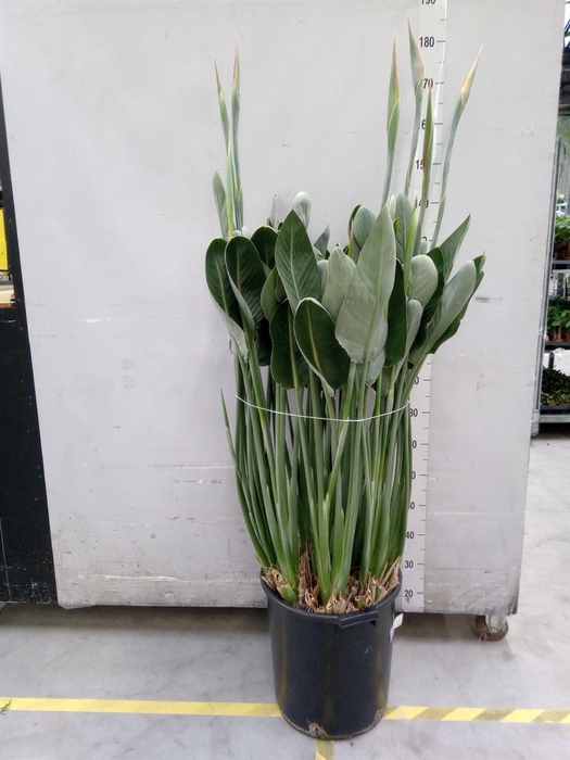 <h4>Strelitzia reg.</h4>