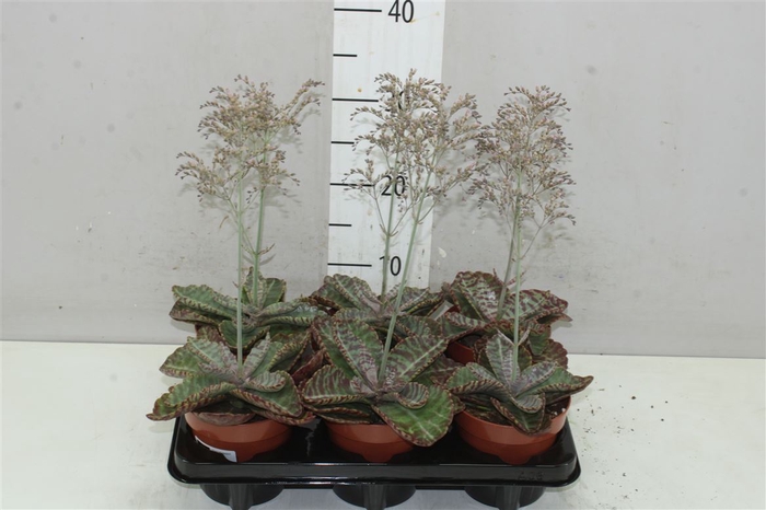 <h4>Kalanchoe Special Flowering</h4>