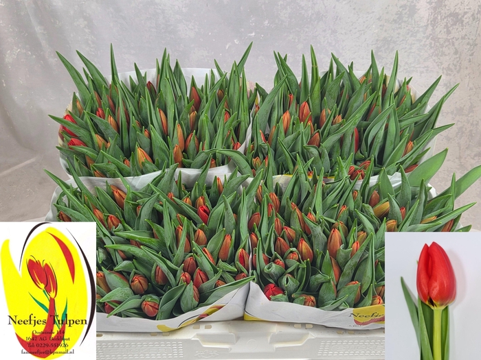 <h4>TU EN BEN FIRE</h4>