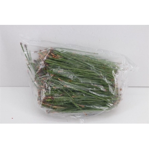 Dennen Needles Green P Bag