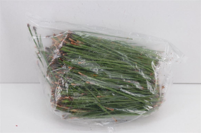 <h4>Dennen Needles Green P Bag</h4>