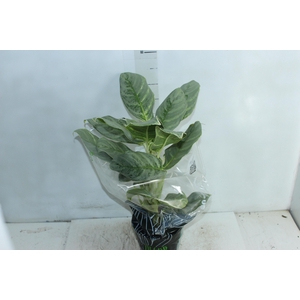 AGLAONEMA P17