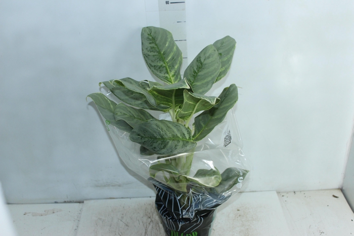 AGLAONEMA P17