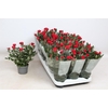 Rosa Kordana rood Milano - 4795