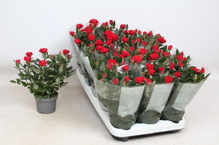 <h4>Rosa Kordana rood Milano - 4795</h4>