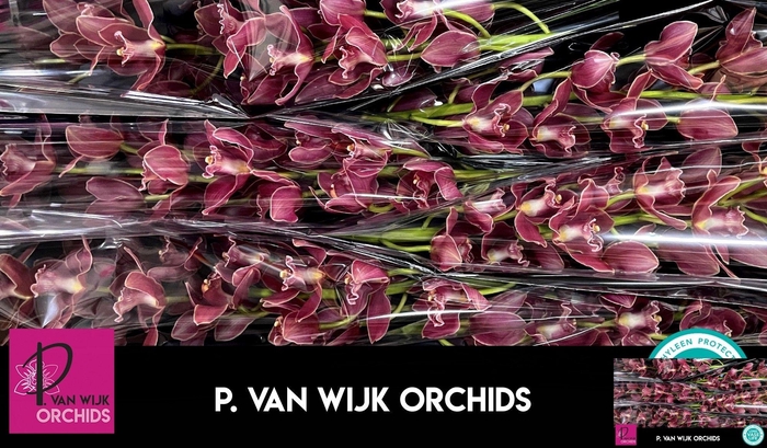 <h4>CYMB T GRAND CANYON</h4>