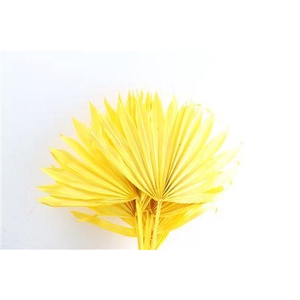 Dried Palm Sun 6pc Yellow Bunch