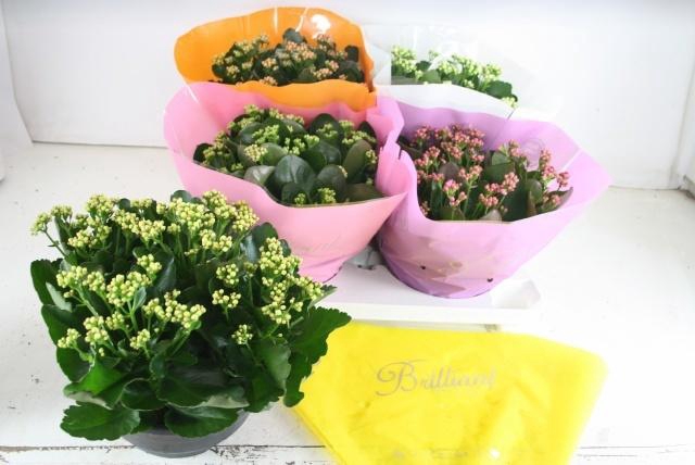 <h4>KAL GE GEM 5 KL</h4>