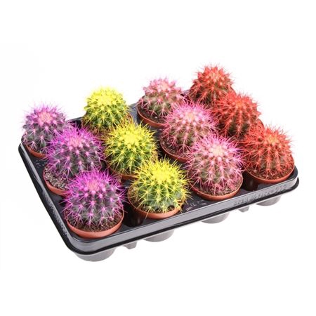 <h4>Echinocactus Rainbow Mix</h4>