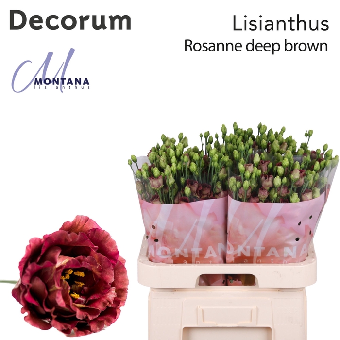 <h4>Eust Rosanne Deep Brown Montana</h4>