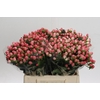 Hypericum Sweet Romance