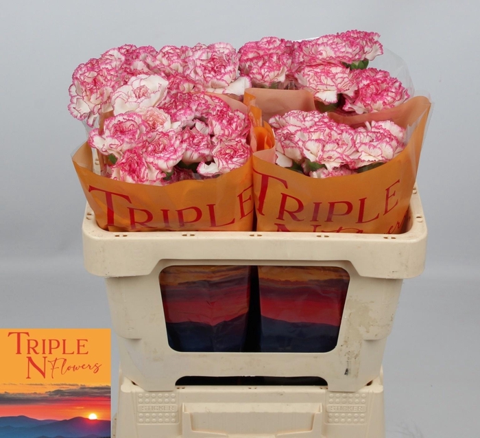 <h4>DI ST KOMACHI</h4>