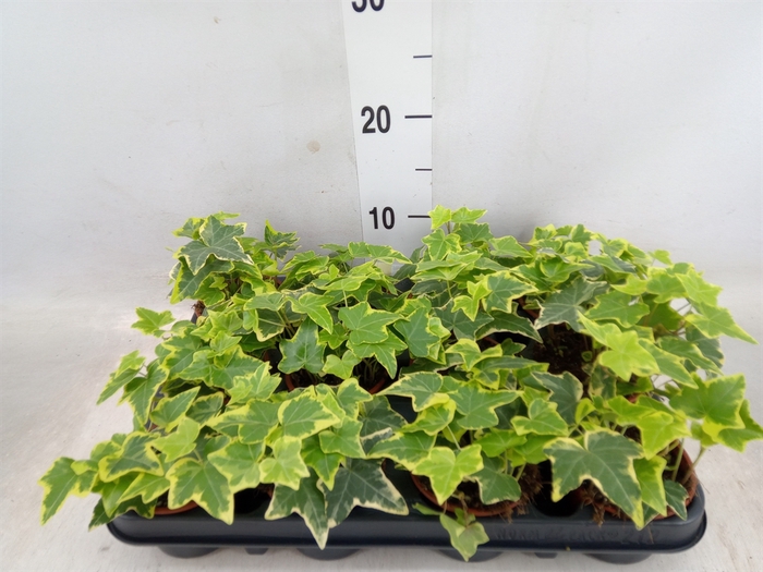 <h4>Hedera helix 'Goldchild'</h4>