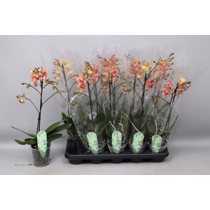 PHAL MF F SUNSE LOVE