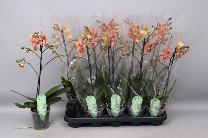 <h4>PHAL MF F SUNSE LOVE</h4>