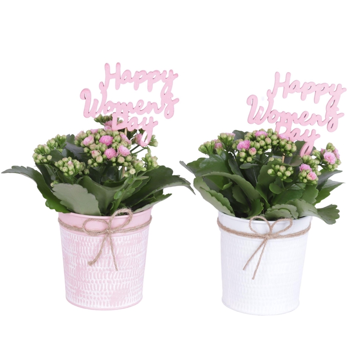 <h4>Womens Day Arr. Indoor Zinc Pot Round Pink/White Ø10cm 1PP</h4>