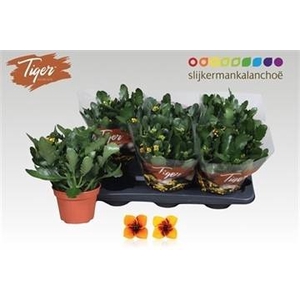 KAL EN TIGER GEM