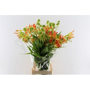 Gloriosa Orange Heart