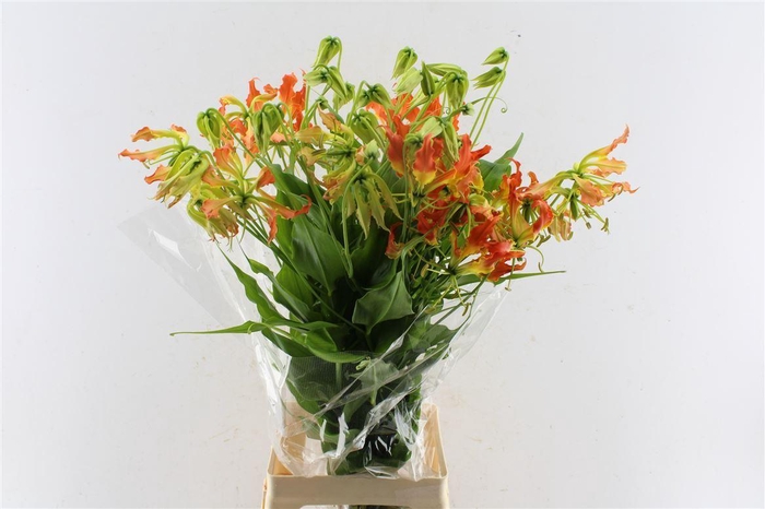 <h4>Gloriosa Orange Heart</h4>