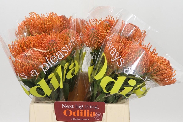 Nutans Ayoba Mandarin Zest