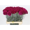 Dianthus St Ghemme