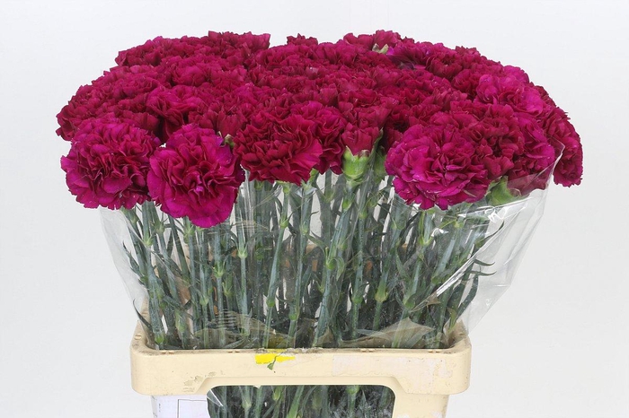 <h4>Dianthus St Ghemme</h4>