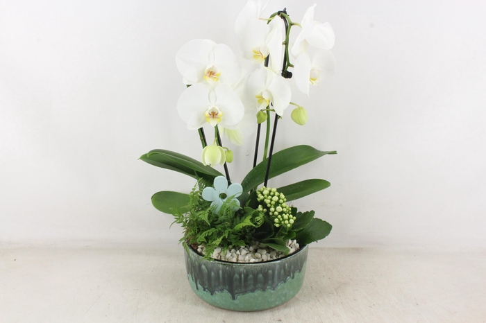 <h4>arr2 PL - Ker. pot verde Phal. 285/3</h4>