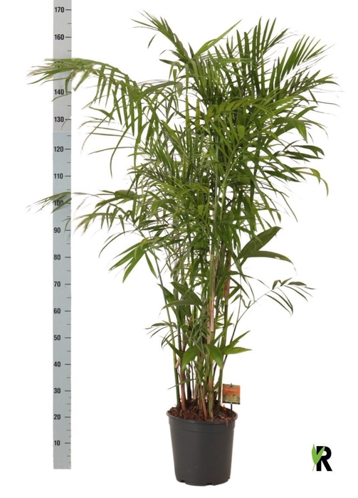 <h4>CHAMAED SEIFRIZII</h4>