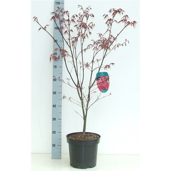 <h4>Acer palmatum 'Red Emperor' P26 Full CC</h4>