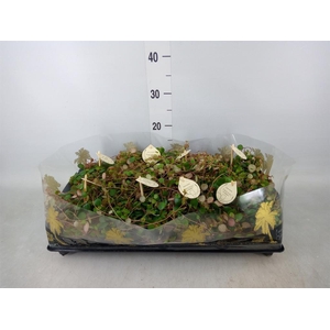 Peperomia  'Pepperspot'