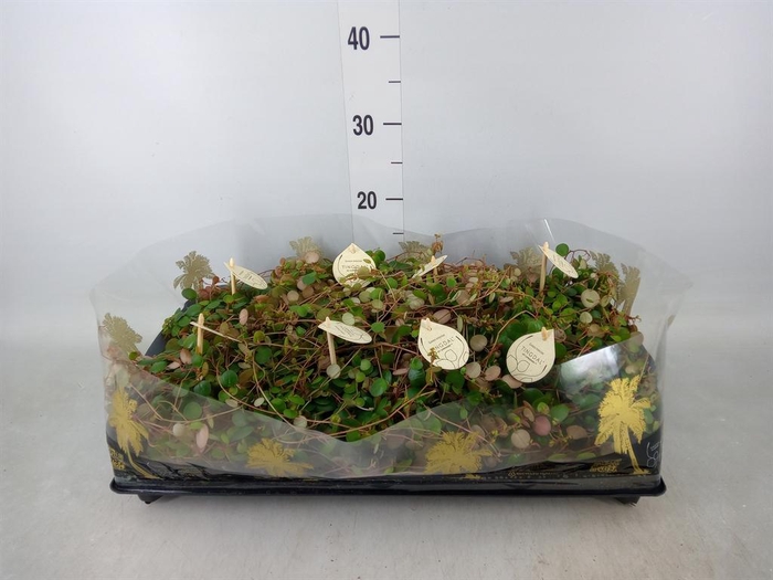 <h4>Peperomia  'Pepperspot'</h4>