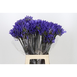 AGAP EYFORI DRK BLUE