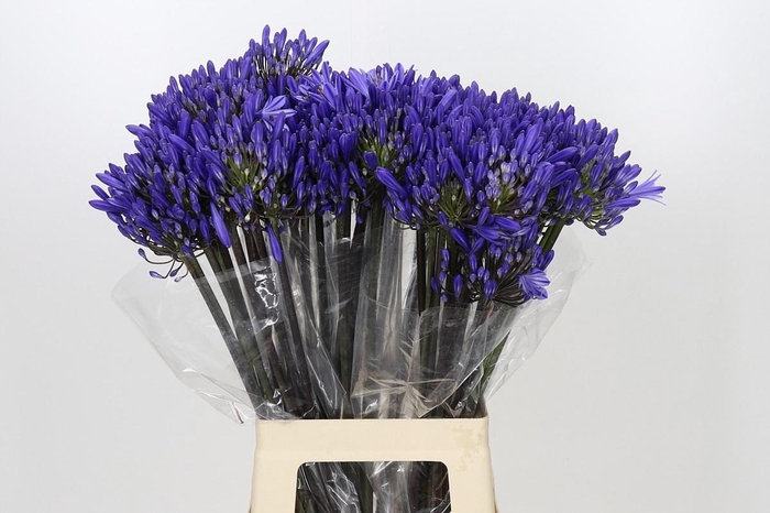 <h4>AGAP EYFORI DRK BLUE</h4>