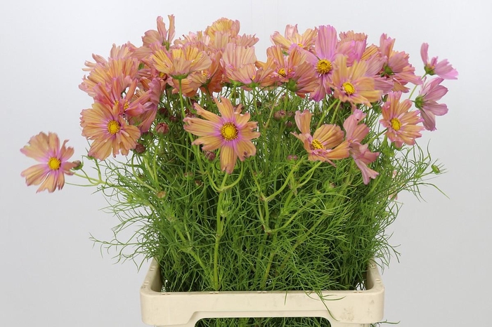 <h4>Cosmos Apricot</h4>