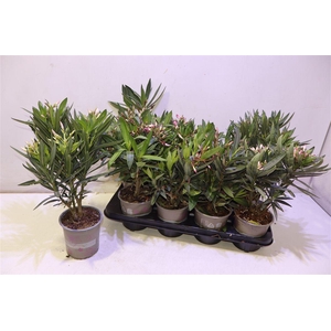 arr8 Nerium Oleander Ov