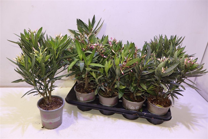 <h4>arr8 Nerium Oleander Ov</h4>