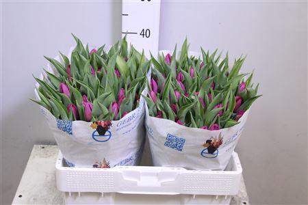 <h4>Tu En Purple Prince</h4>