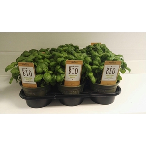Basilicum P12 HERBIO steker