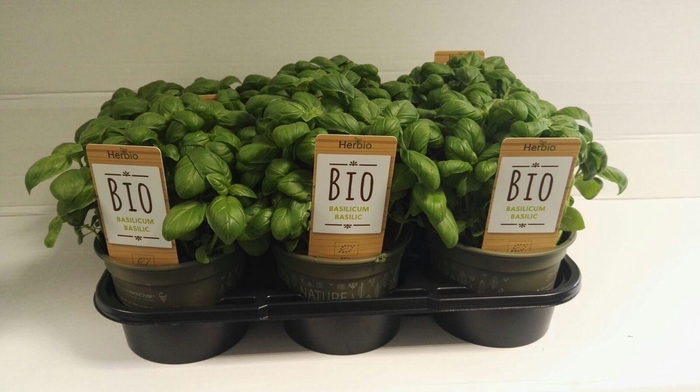 <h4>Basilicum P12 HERBIO steker</h4>