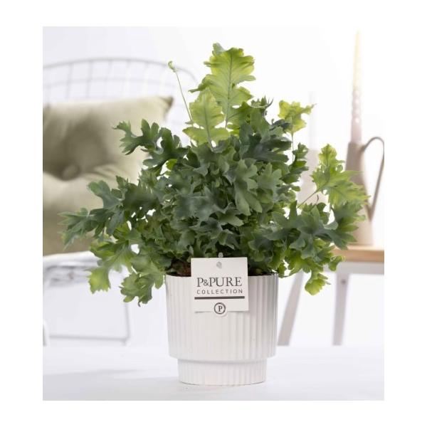 <h4>Phlebodium Davana in P&PURE Ivy ceramics shiny white</h4>