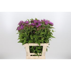 Monarda Pink Supreme