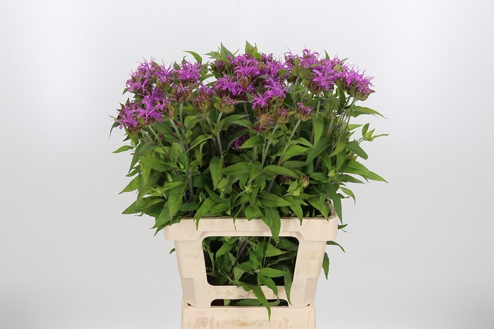 <h4>Monarda Pink Supreme</h4>