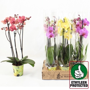 PHAL GEM 3 KL