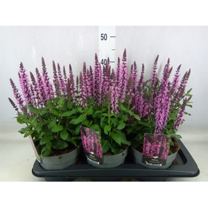 Salvia nemorosa 'Midnight Rose'