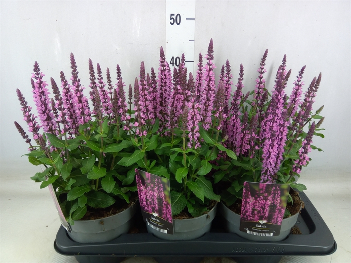 <h4>Salvia nemorosa 'Midnight Rose'</h4>