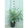 Arundo donax