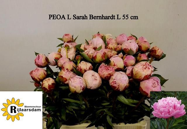 <h4>PAEO L SARA BERNHARD</h4>