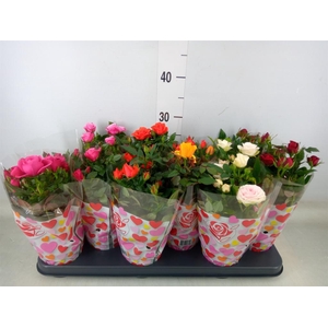 Rosa  'Star Roses'   ...mix