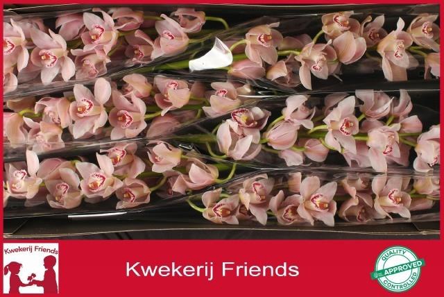 <h4>CYMB T DELMONTE</h4>